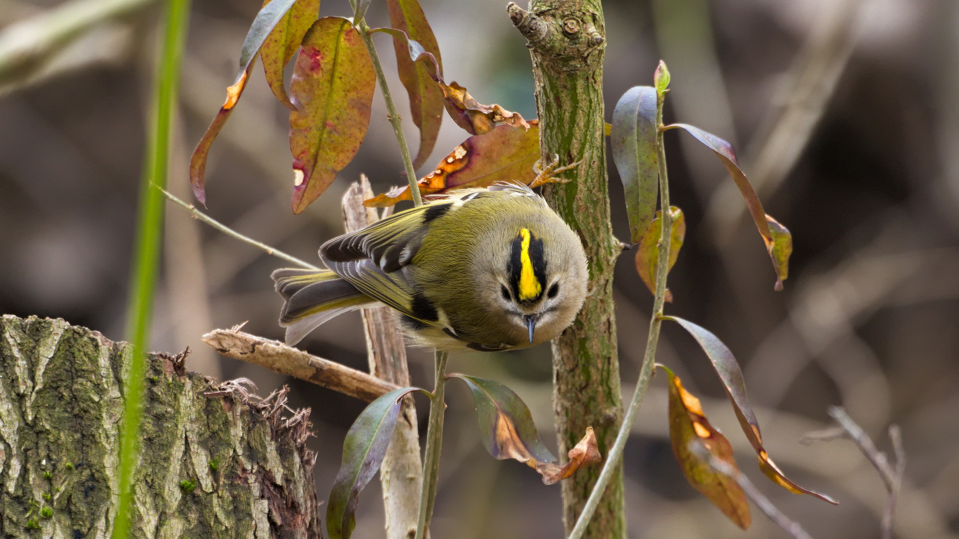 Wintergoldhähnchen (Regulus regulus)