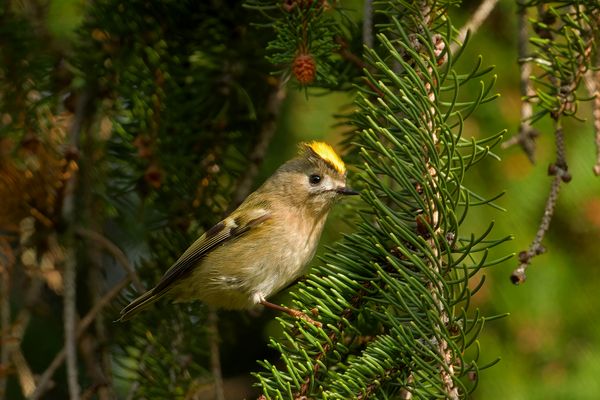  Wintergoldhähnchen (Regulus regulus)