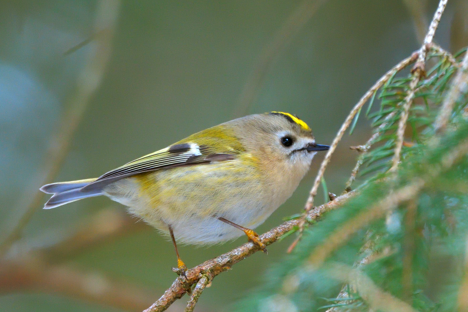 Wintergoldhähnchen (Regulus regulus)