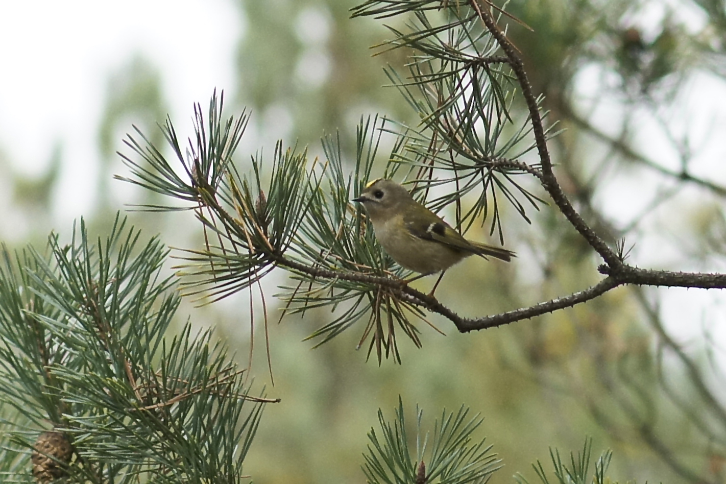 Wintergoldhähnchen (Regulus regulus)