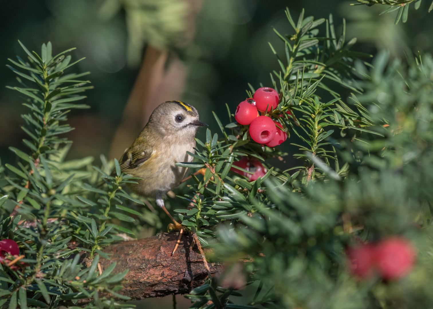 Wintergoldhähnchen (Regulus regulus)