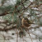 Wintergoldhähnchen (Regulus regulus)