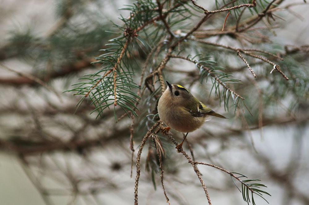 Wintergoldhähnchen (Regulus regulus)