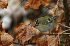 Wintergoldhähnchen (Regulus regulus)