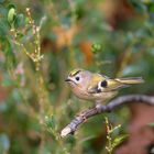 Wintergoldhähnchen (Regulus regulus)