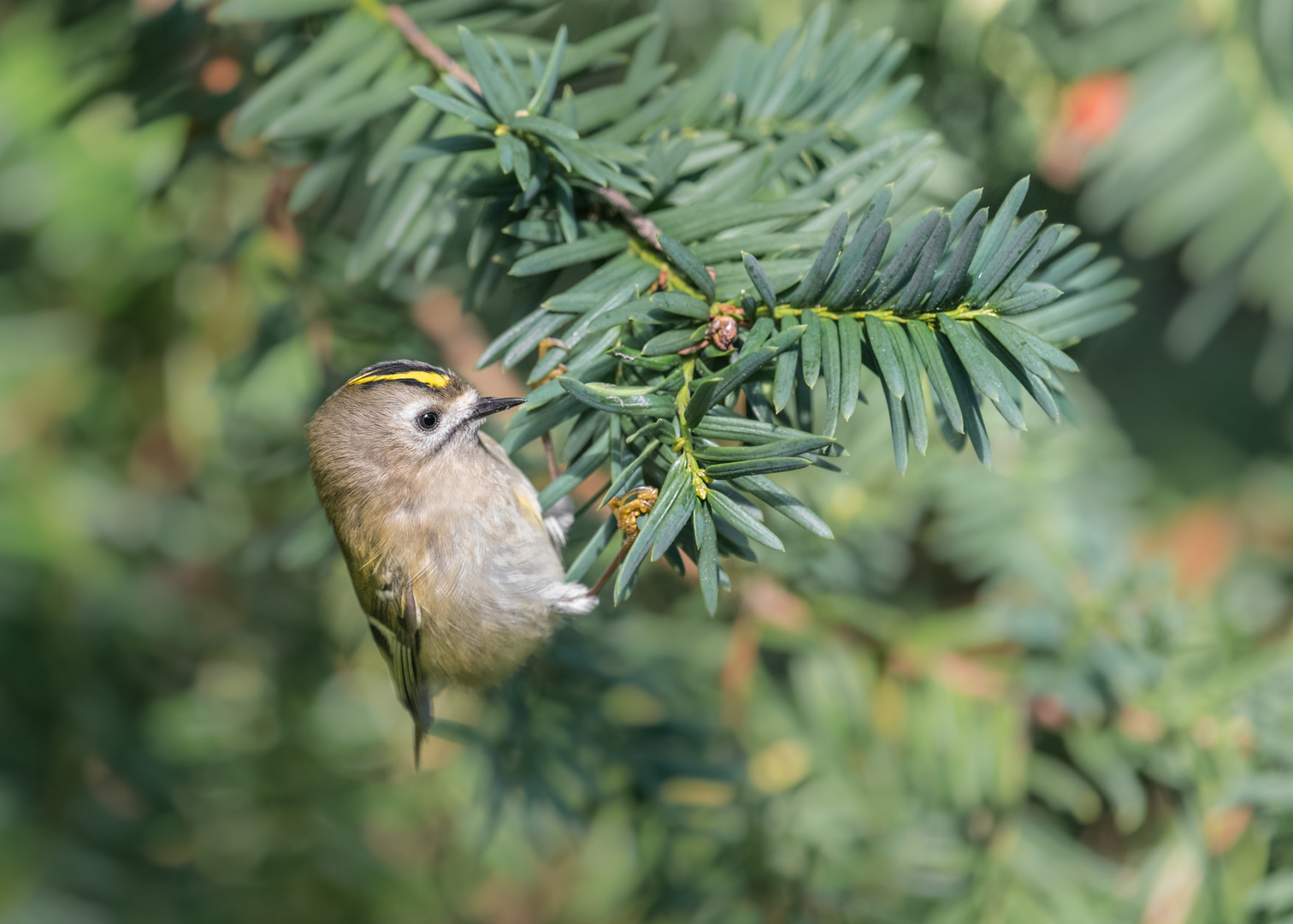 Wintergoldhähnchen (Regulus regulus)