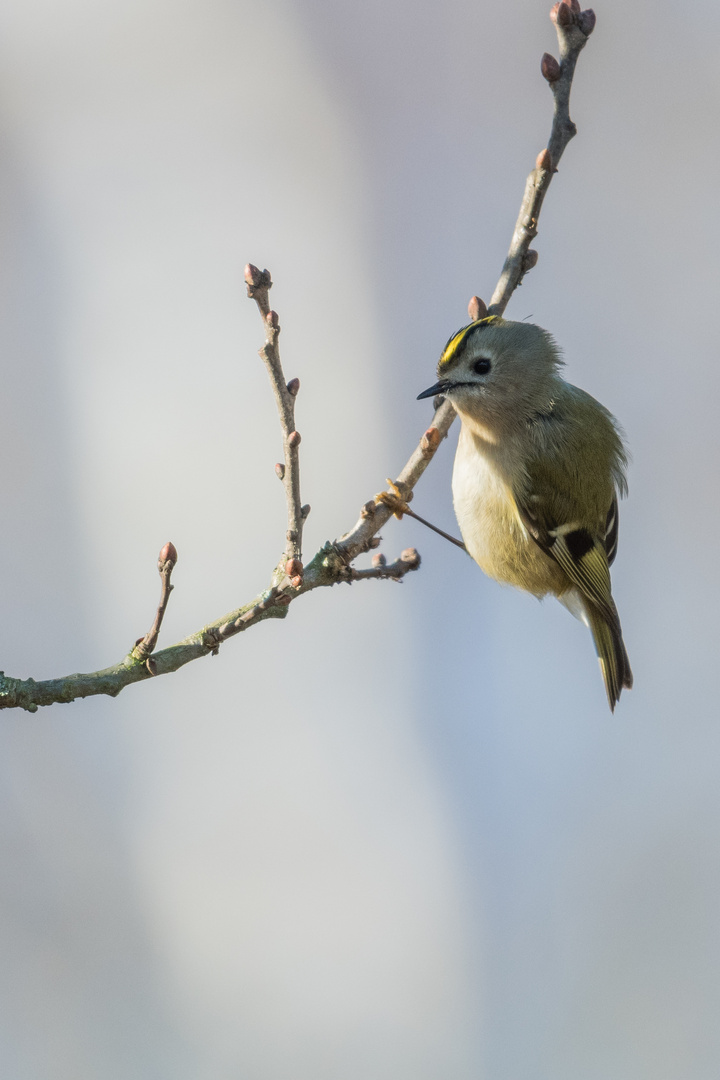 Wintergoldhähnchen (Regulus regulus), Hamburg, Deutschland