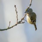 Wintergoldhähnchen (Regulus regulus), Hamburg, Deutschland