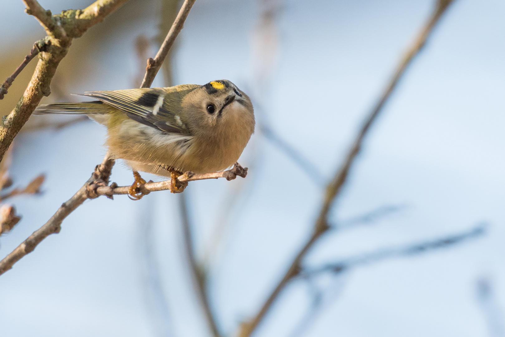 Wintergoldhähnchen (Regulus regulus), Hamburg, Deutschland