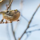 Wintergoldhähnchen (Regulus regulus), Hamburg, Deutschland