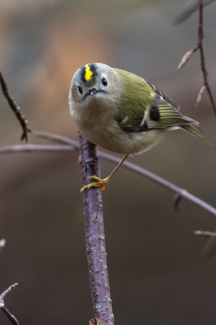 Wintergoldhähnchen (Regulus regulus), Hamburg, Deutschland