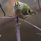 Wintergoldhähnchen (Regulus regulus), Hamburg, Deutschland