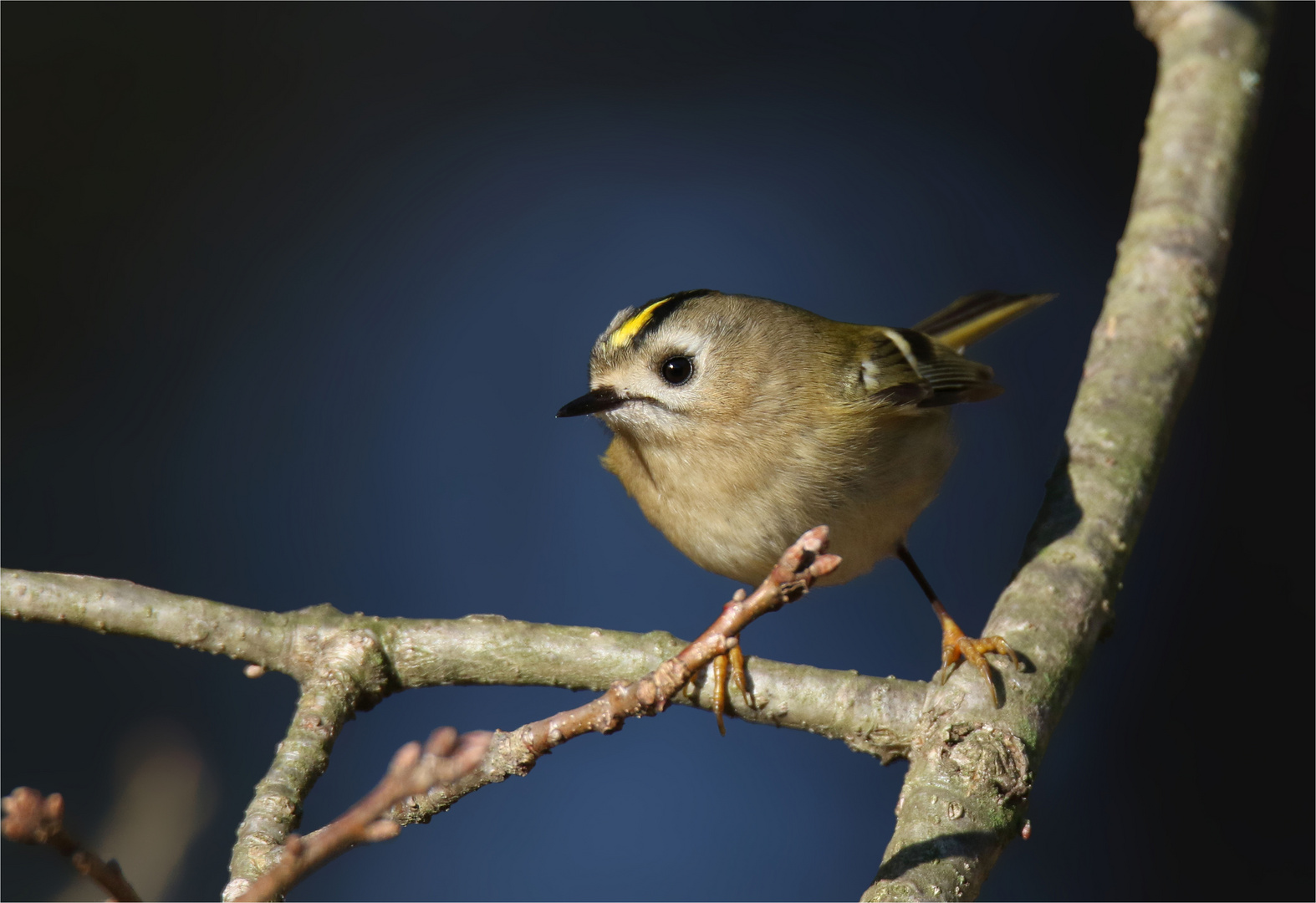 Wintergoldhähnchen (Regulus regulus ) - kleiner Wirbelwind