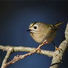 Wintergoldhähnchen (Regulus regulus ) - kleiner Wirbelwind