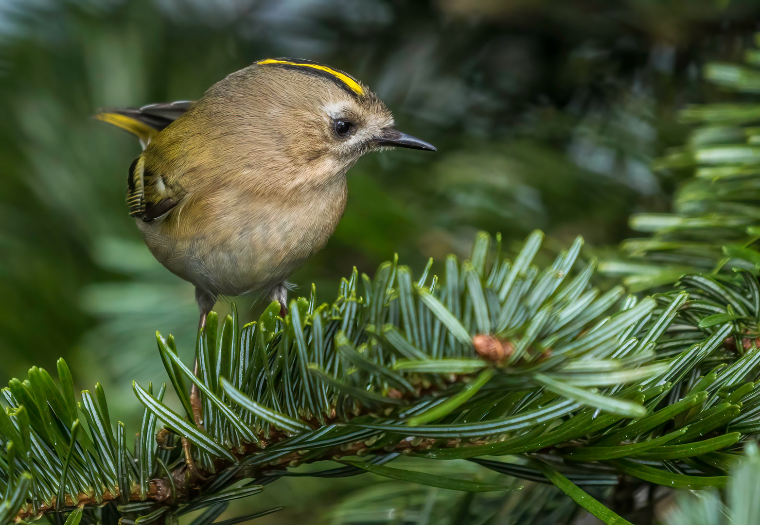 "WINTERGOLDHÄHNCHEN" - schon wieder so eines