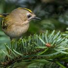 "WINTERGOLDHÄHNCHEN" - schon wieder so eines