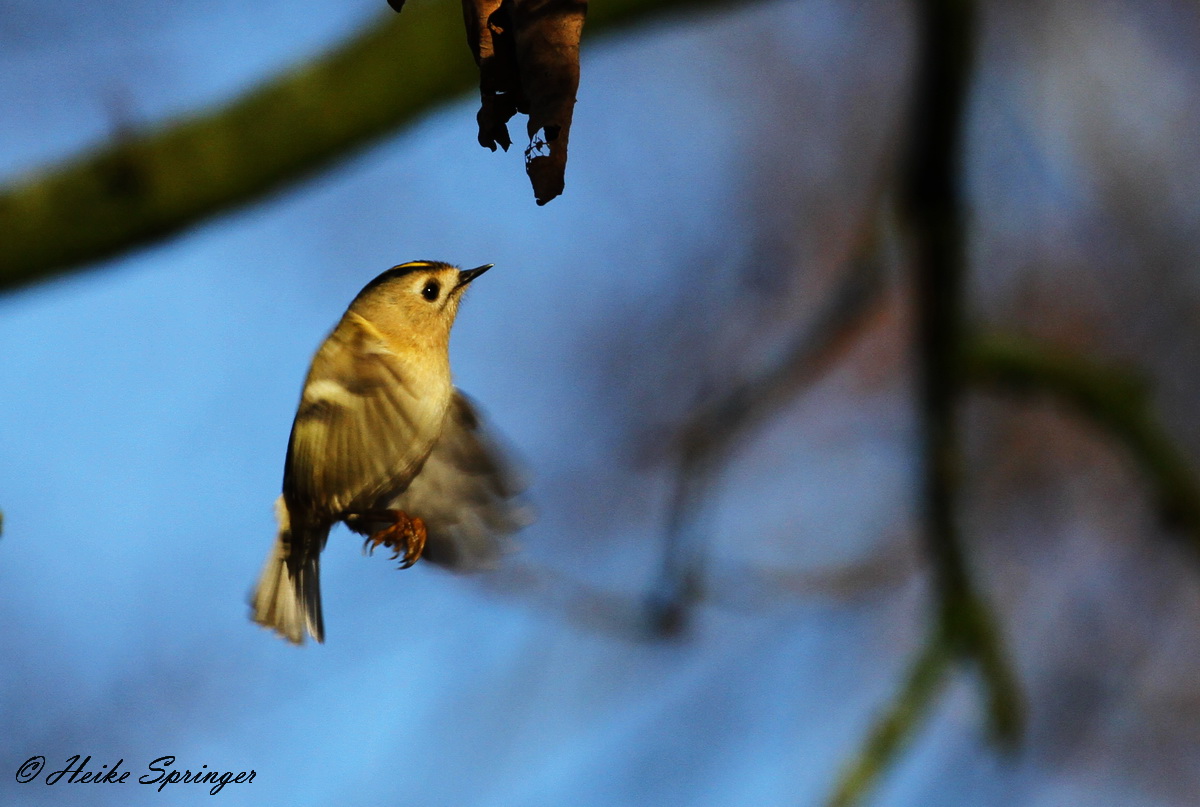 Wintergoldhähnchen spielt Kolibri