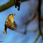 Wintergoldhähnchen spielt Kolibri