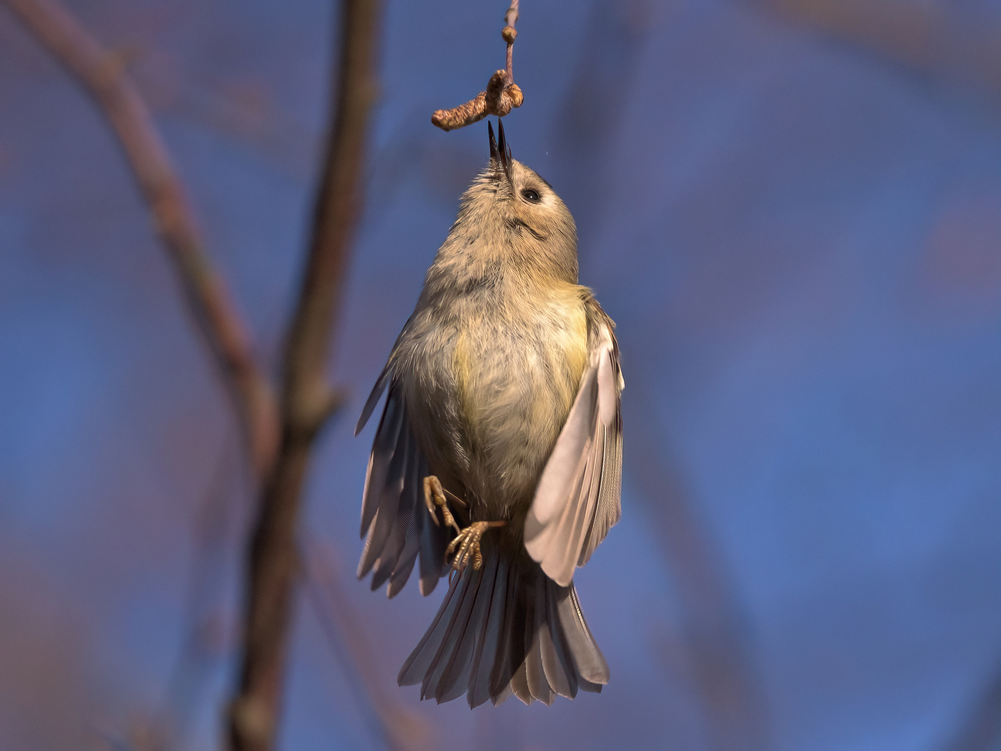 Wintergoldhähnchen steht in der Luft