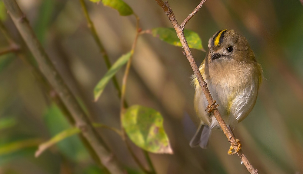 Wintergoldhähnchen (+ Tier Info)