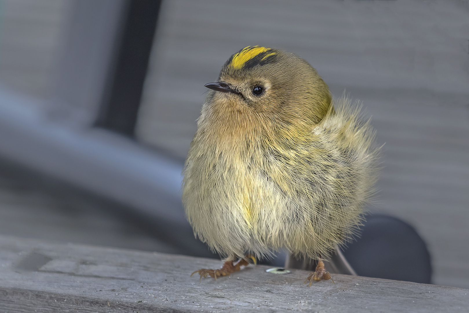 Wintergoldhähnchen unter einem Stuhl