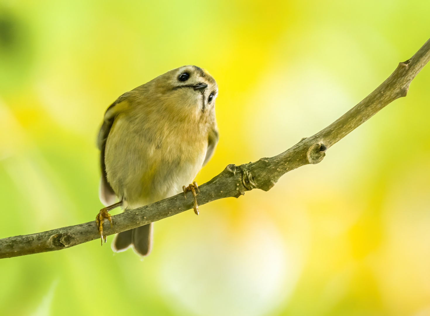 Wintergoldhähnchen - VARIATION "A"