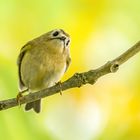 Wintergoldhähnchen - VARIATION "A"