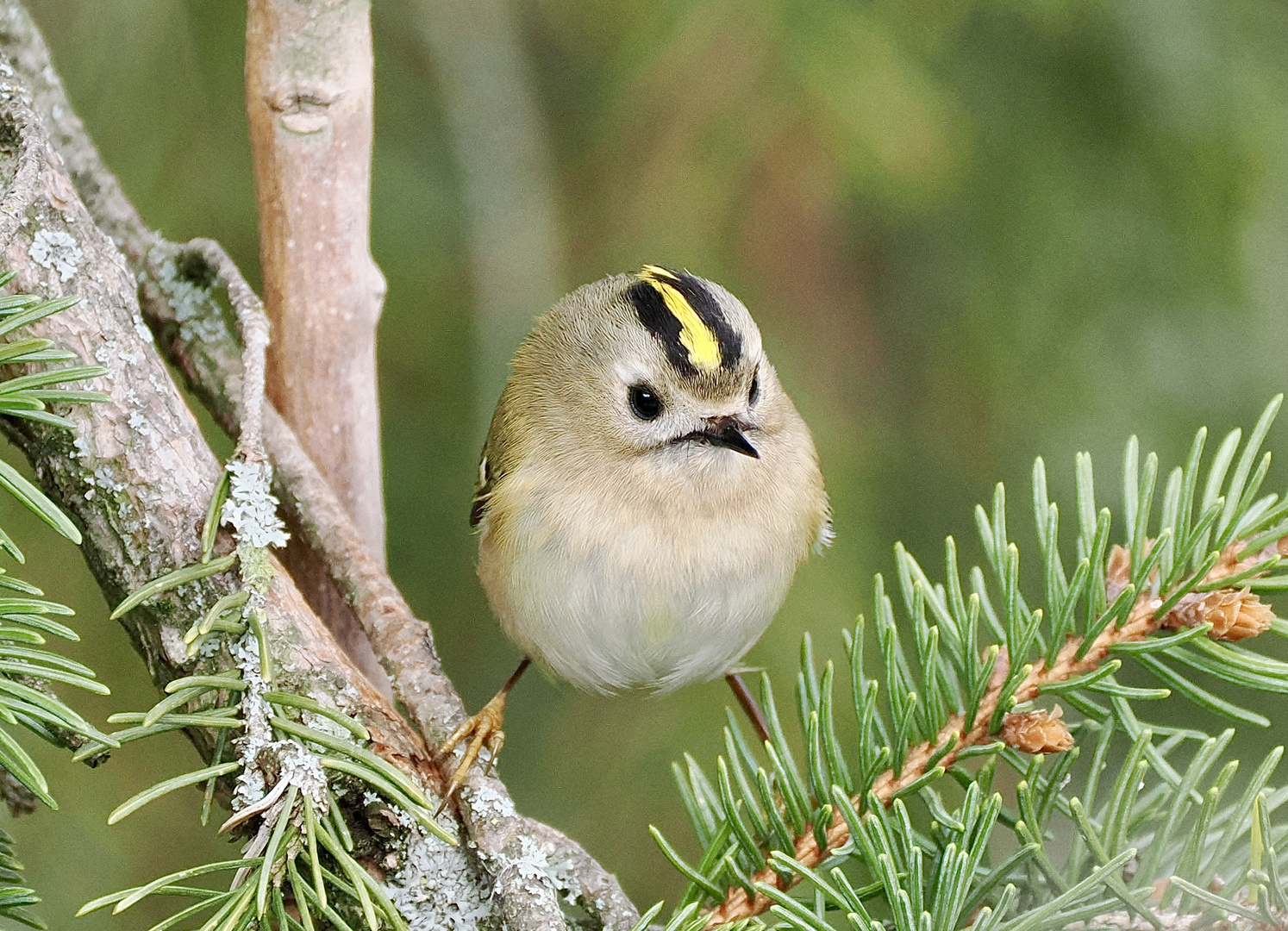 Wintergoldhähnchen (weiblich)