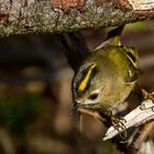 Wintergoldhähnchen, weiblich (+ Tier Info)