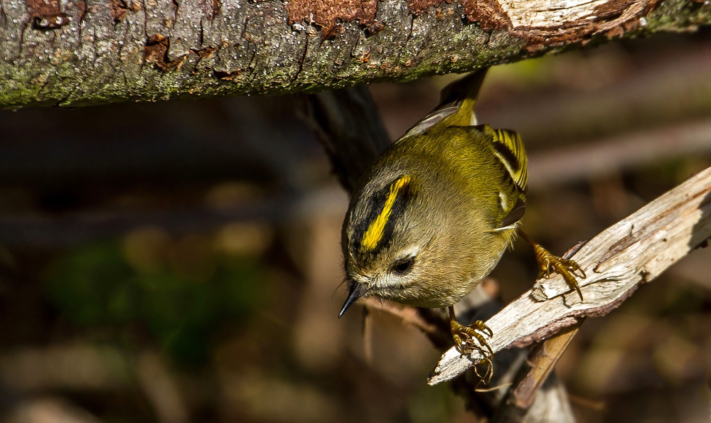 Wintergoldhähnchen, weiblich (+ Tier Info)