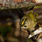 Wintergoldhähnchen, weiblich (+ Tier Info)