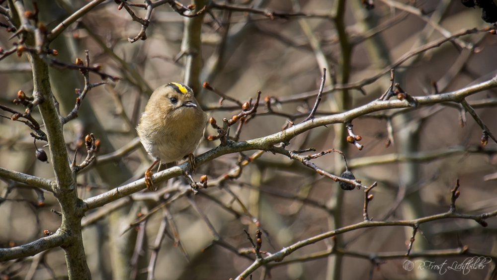 Wintergoldhähnchen zu Ostern