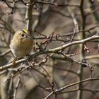 Wintergoldhähnchen zu Ostern