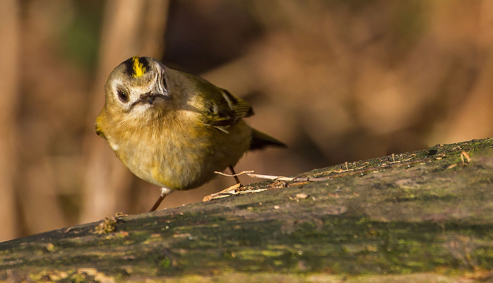 Wintergoldhähnchen zu XXXXten Male