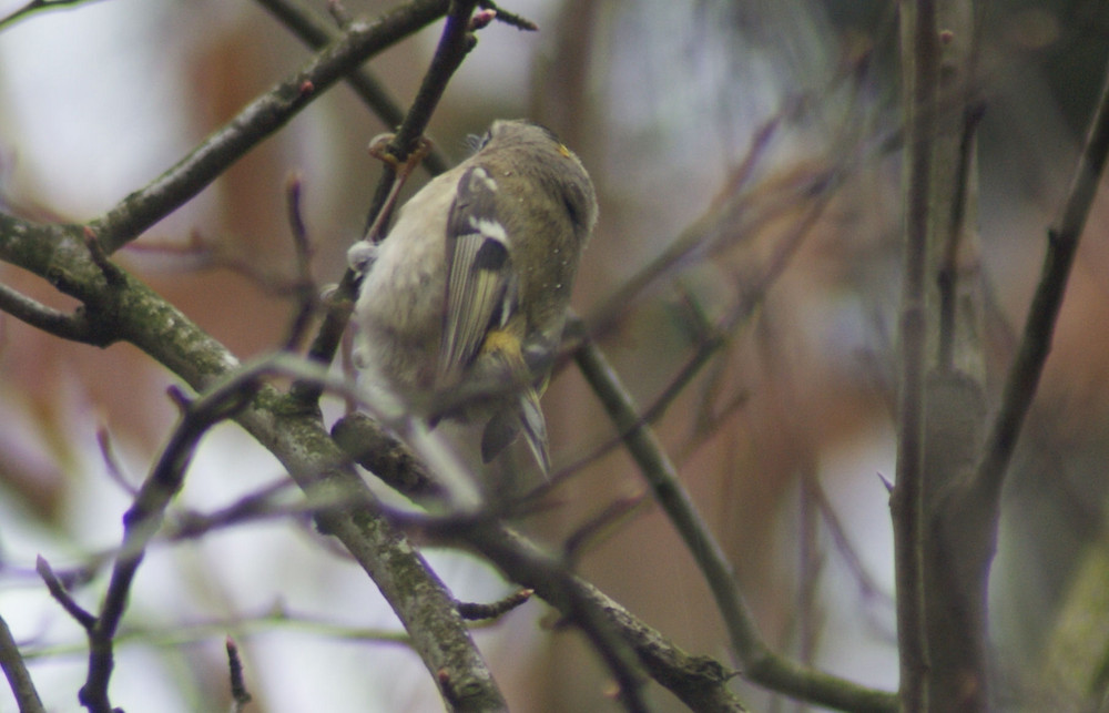 Wintergoldhähnchen2