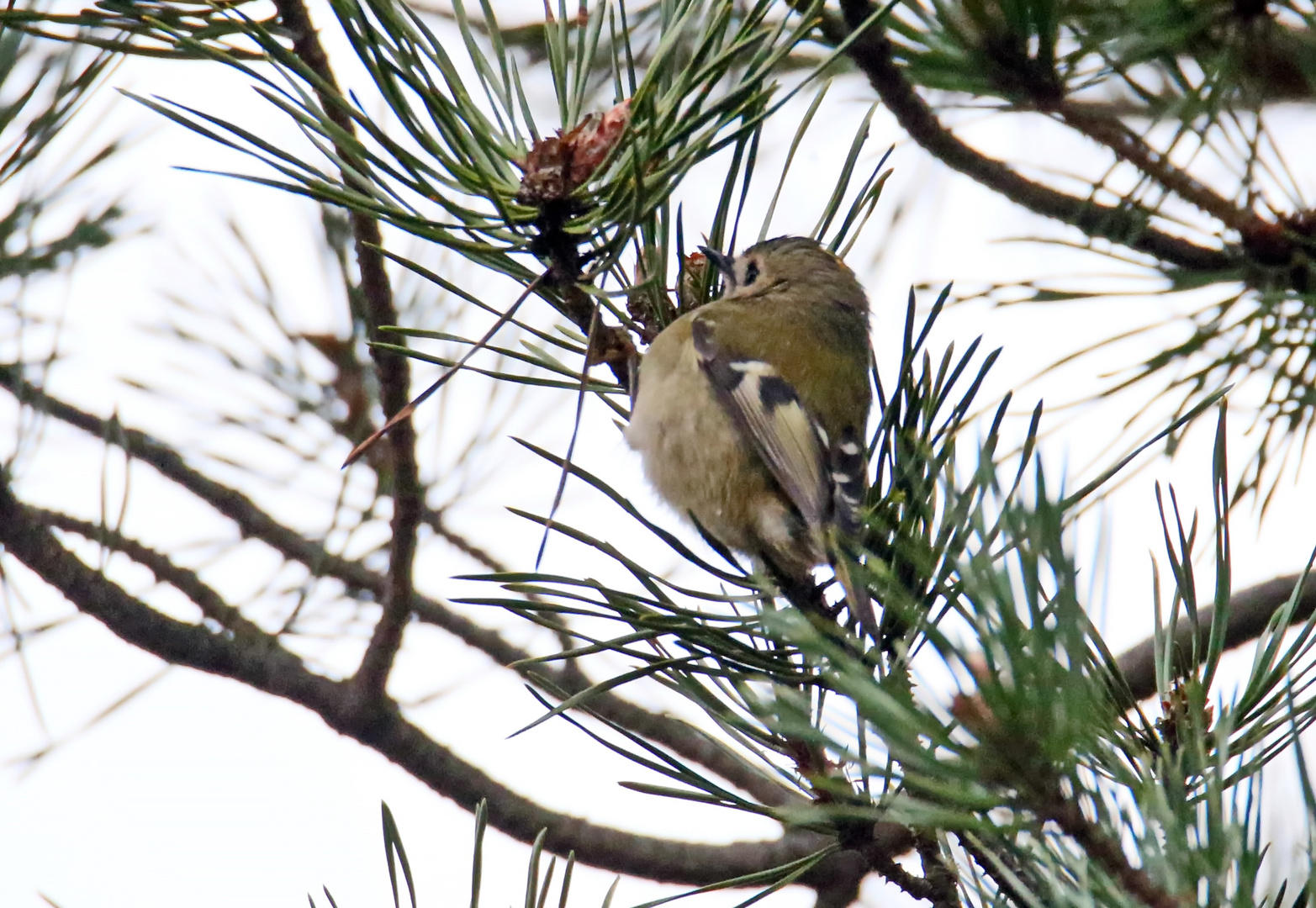 Wintergoldhähnchen,Nr.2 (Doku)