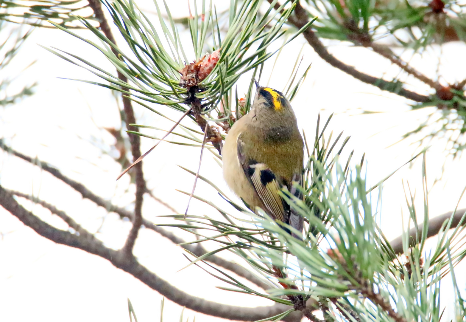 Wintergoldhähnchen,Nr.3 (Doku)