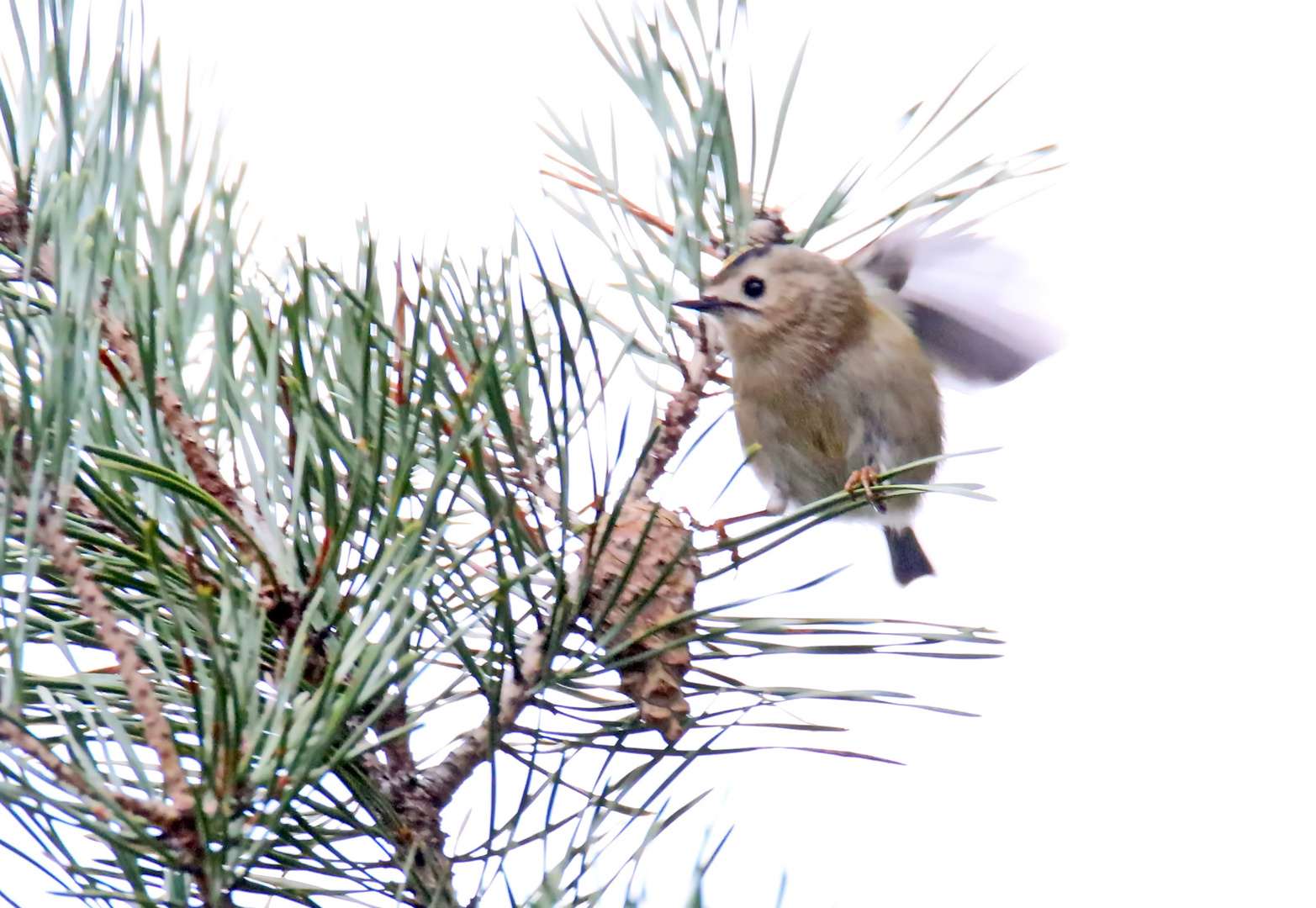 Wintergoldhähnchen,Nr.5 (Doku)