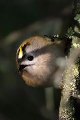 "Wintergoldhähnchen's Augen - Blick"