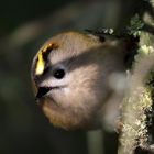 "Wintergoldhähnchen's Augen - Blick"