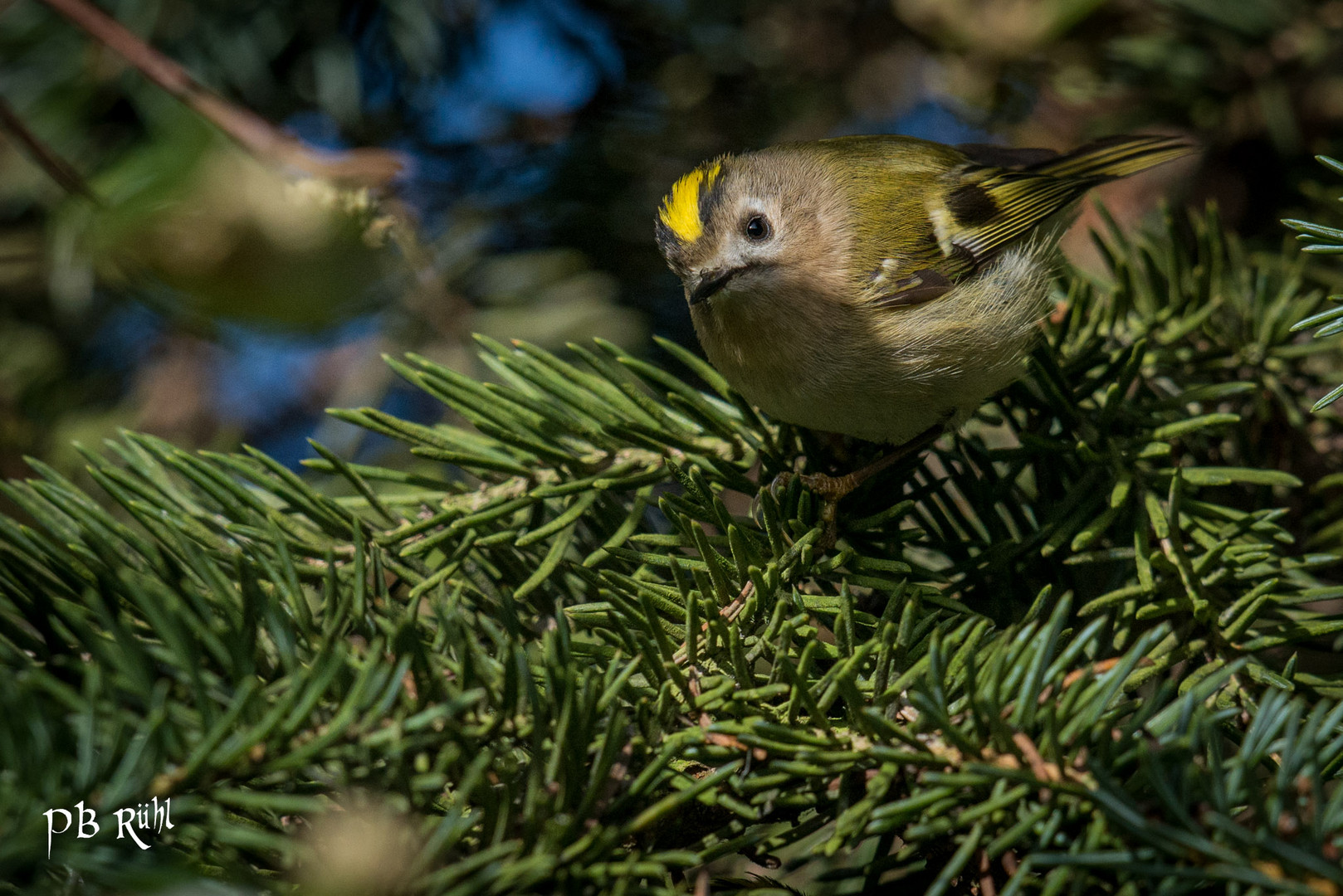 Wintergoldhänchen