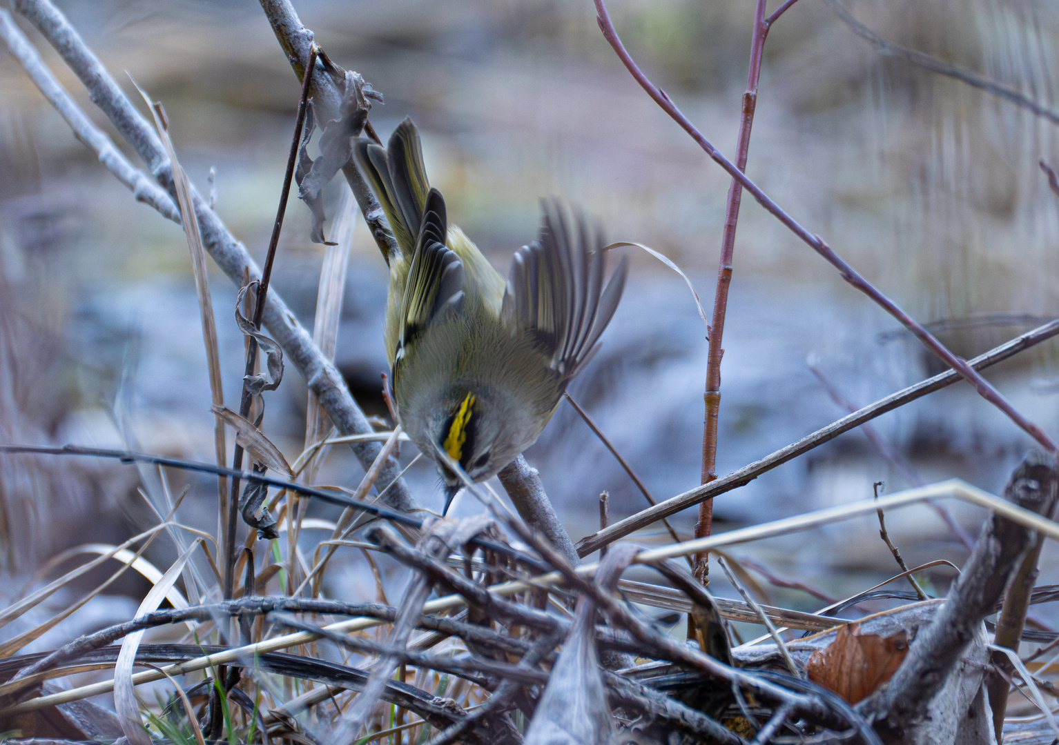 Wintergoldhänchen