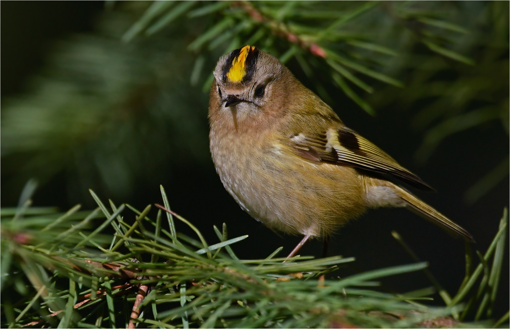 Wintergoldhänchen