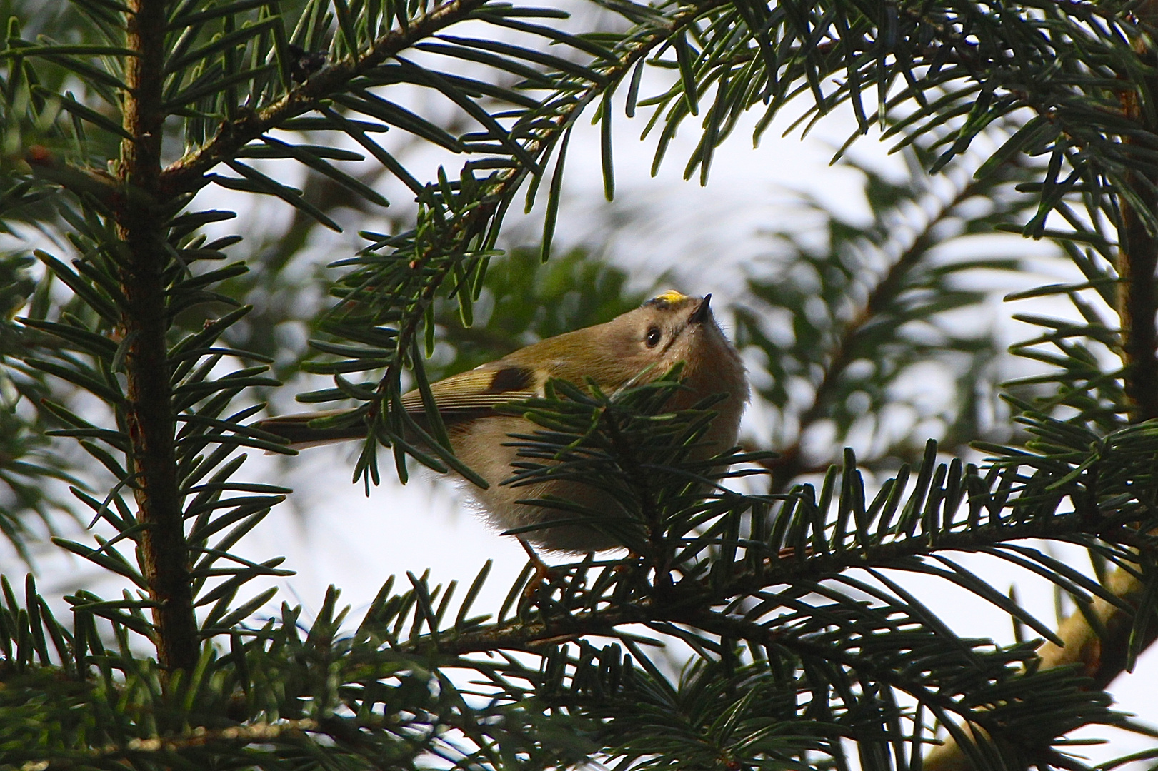 Wintergoldhänchen