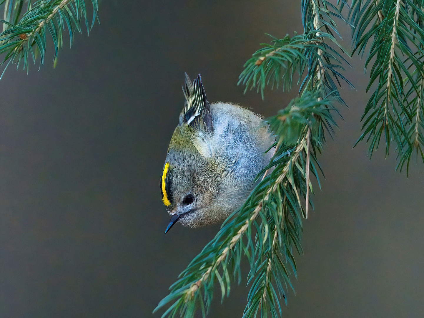 Wintergoldhänchen