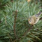 Wintergoldhörnchen