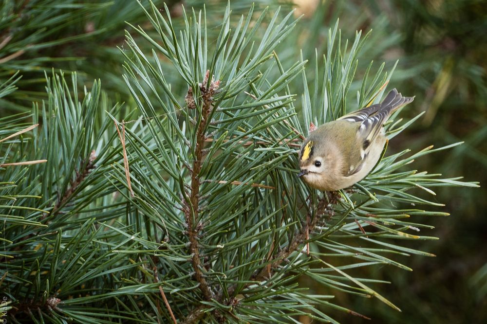 Wintergoldhörnchen