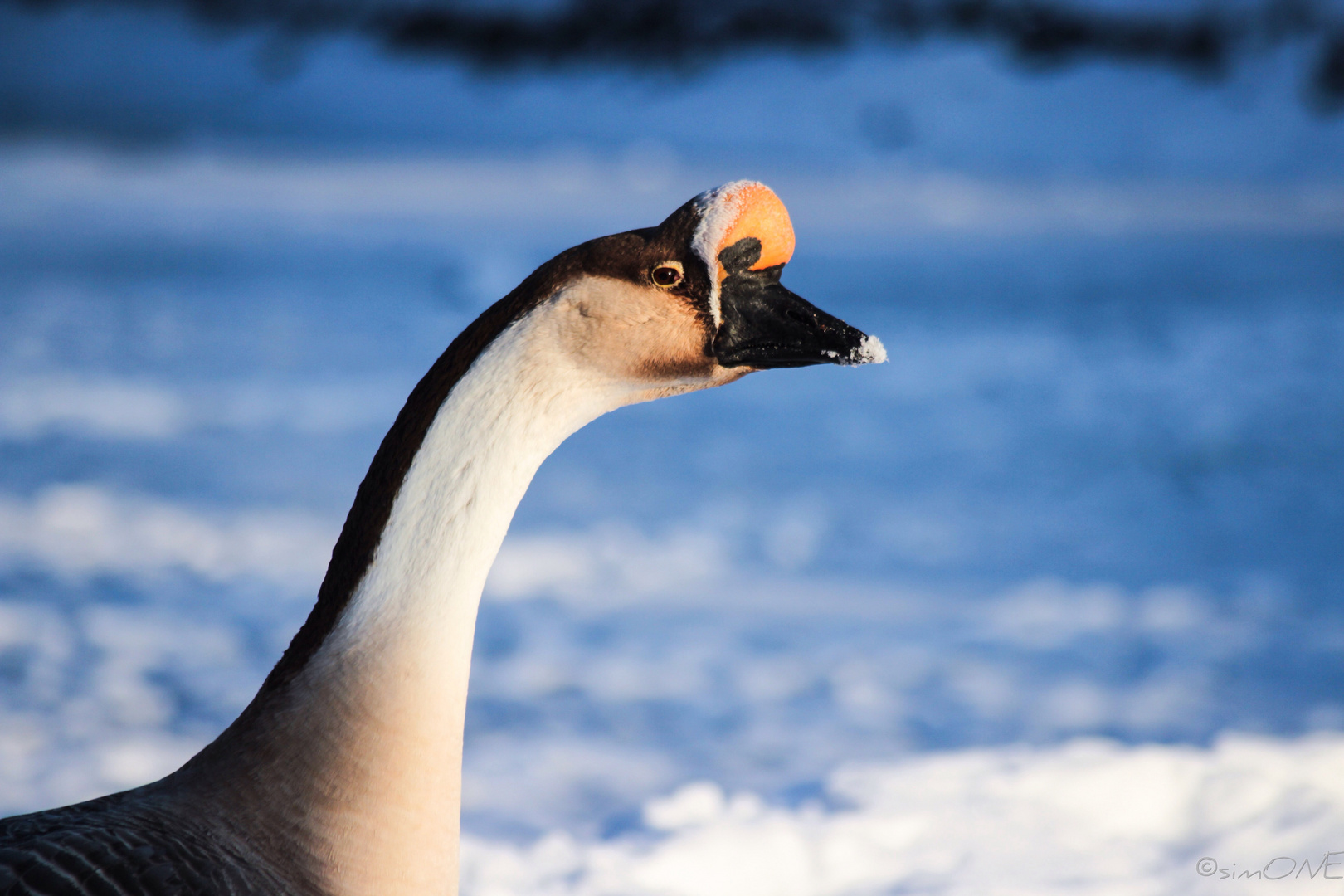 Winter.goose.