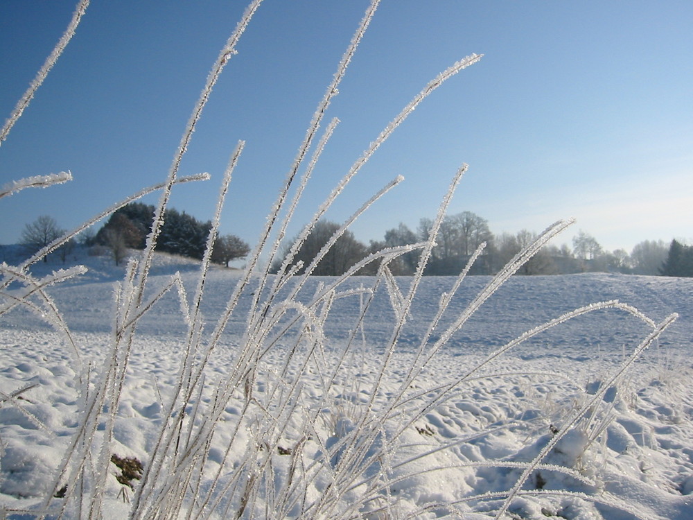 Wintergräser