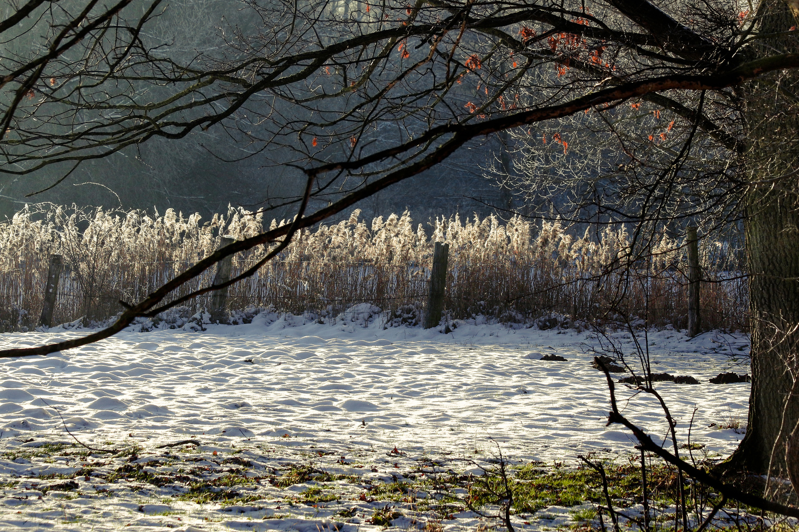 Wintergräser